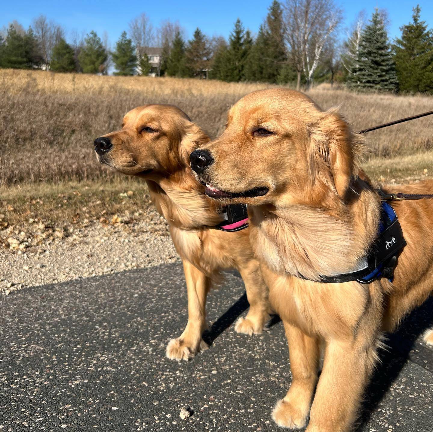 Personalized No Pull Dog Harness